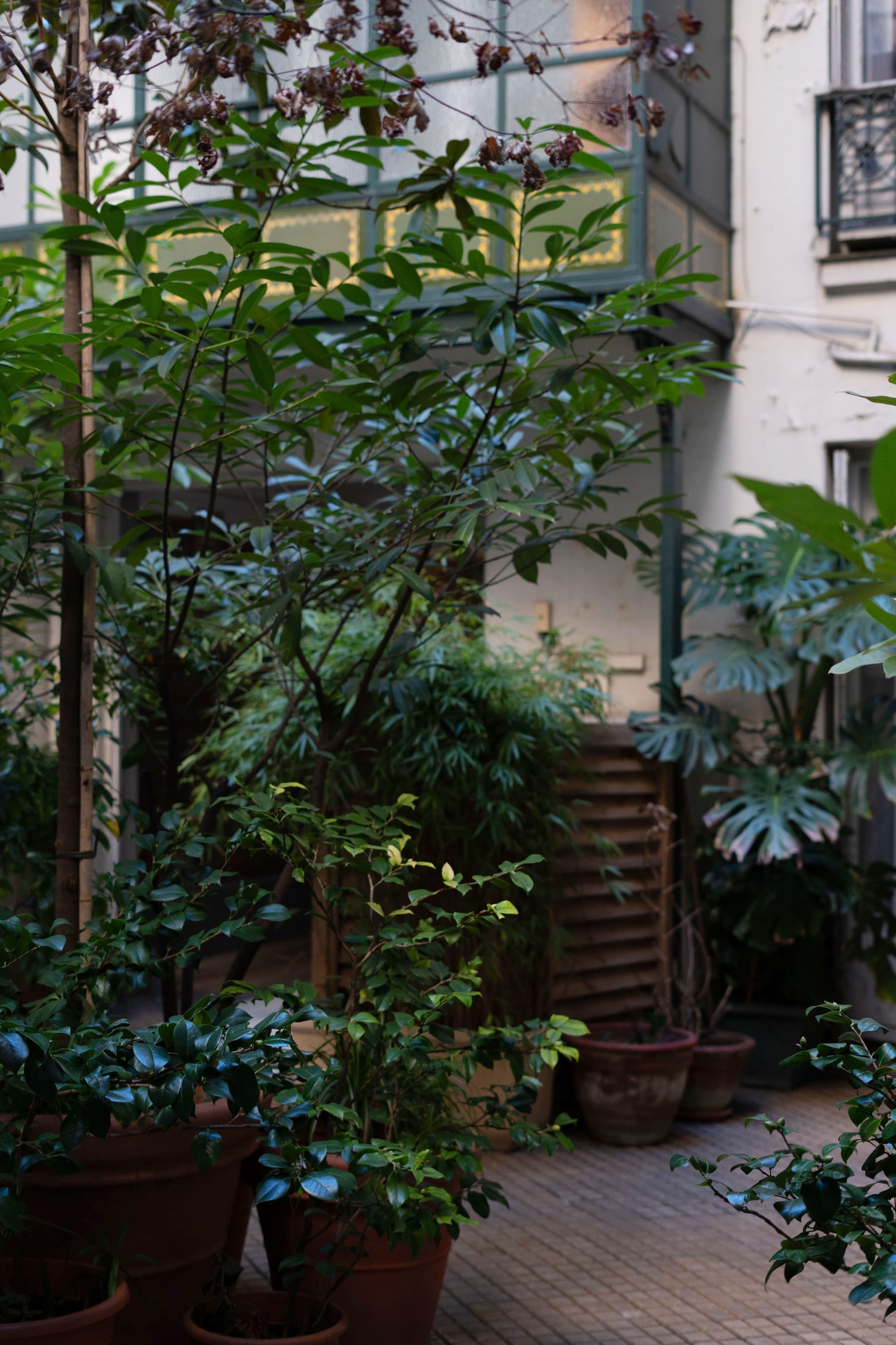 Verdure de la cour intérieure